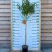 Broskyňa obyčajná (Prunus persica) ´REDHAVEN´ výška: 150-170 cm, kont. C6L
